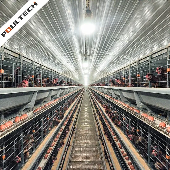 Poul Tech Good Price H Type Battery Layer Chicken Cages Poultry House