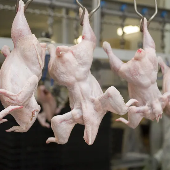 Durable 304 Stainless Steel Chicken Duck Slaughter Line for Poultry Slaughter House