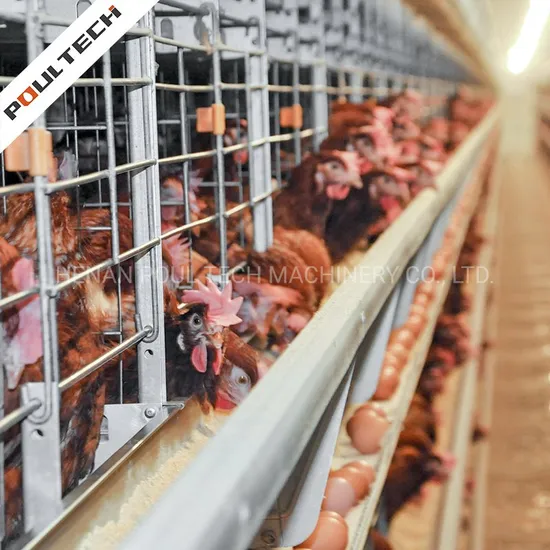 Poultech Chicken Farm Equipment Animal & Poultry Husbandry Equipment H Type Chicken Cage