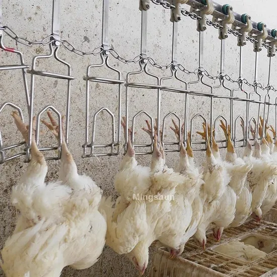 Professional Chicken Duck Slaughter Line for Poultry Processing Facilities