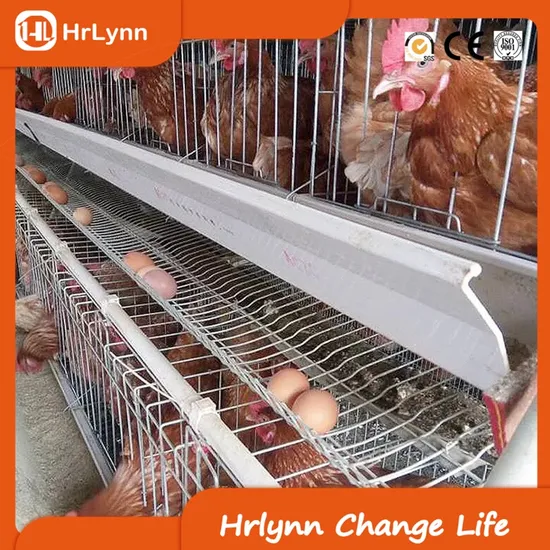 China′s Top Supplier of Layers Chicken Battery Cages
