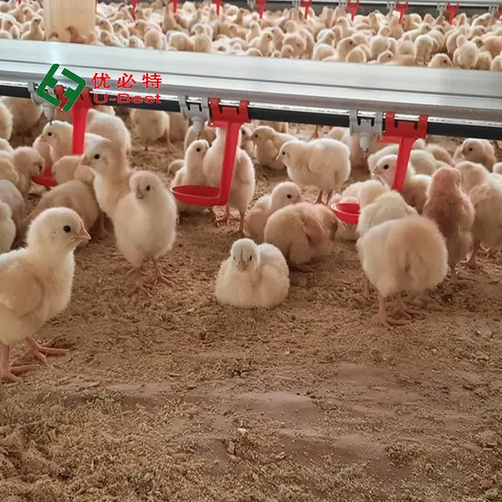 Broiler Chicken Popular Sales Steel Poultry House Chicken Farm