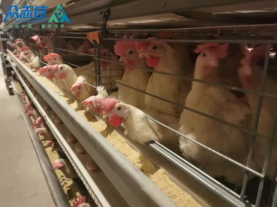 Manufacture Completely Automatic Chicken Cage for Layers Broilers Brood Modern Poultry Farm Equipment H Type 8 Tier 5 Row Capcity 100, 000 Chickens