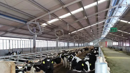 Dairy Adjustable Hot DIP Galvanized Livestock Machinery Agricultural Machinery Calf Headlock