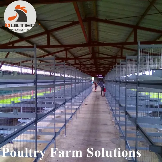 Chicken Cage Type a and H Poultry Raising Equipment