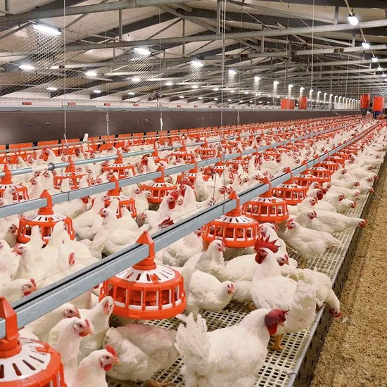 Automatic Breeder Floor Raising System Poultry Feeding Line