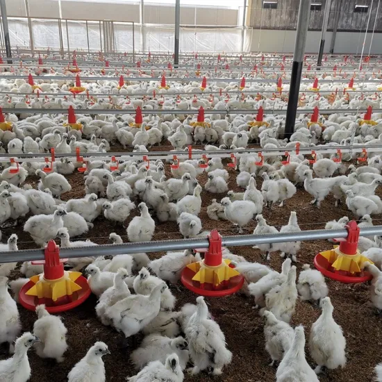 Cheap Price Automatic Chicken House Broiler Shed Poultry Farming/Farm Machine/Equipment