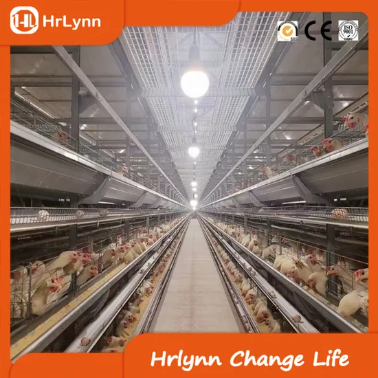 Automatic Poultry Farming Equipment Chicken Layer Battery Cage H Cage