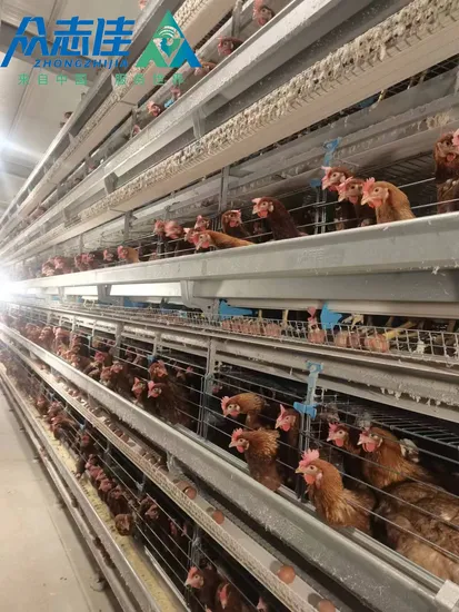 Best Chicken Cage China Poultry Farm Chicken Cage Factory a Frame Automatic Broiler Cages Wholesale Hot-DIP Galvanized Steel Material Hen Broiler Chicken Cage