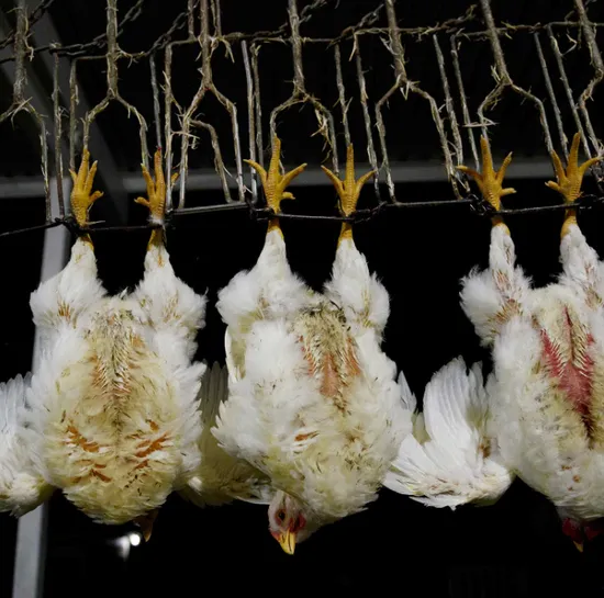 High Quality 500-800 Chicken Slaughtering Machine Halal Chicken Abattoir Equipment