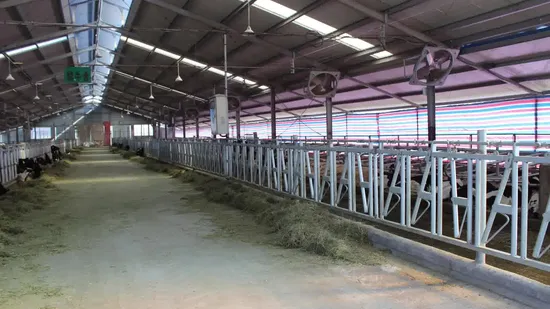 Hot DIP Galvanized Livestock Machinery Agricultural Machinery Calf Feeder