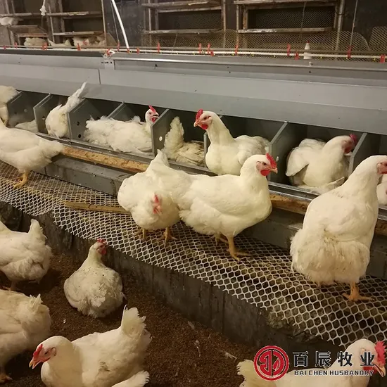 Automatic Egg Nest for Layer and Breeder