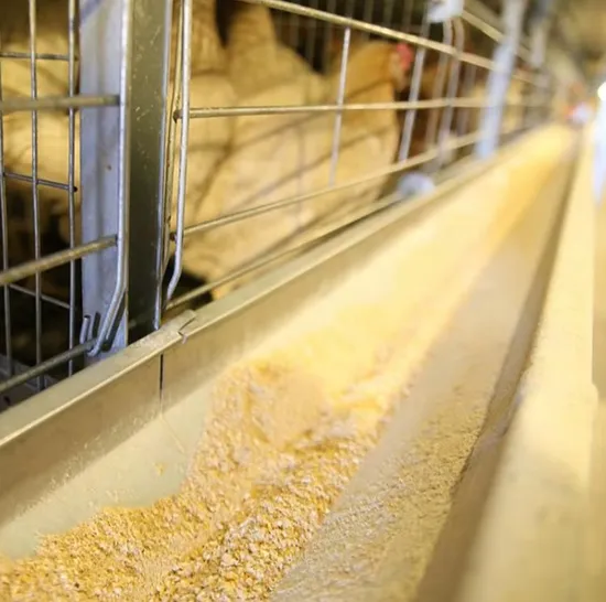 Chicken Poultry Farm Equipment Broiler Farms Poultry Equipment Chicken Farming