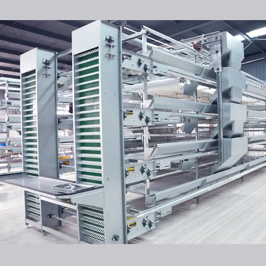 Auto Egg Collection H Type Poultry Farm Equipment Egg Layer Chicken Cage