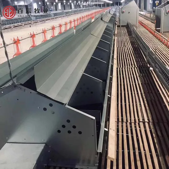 Poultry Equipment Auto Galvanized Egg Nest