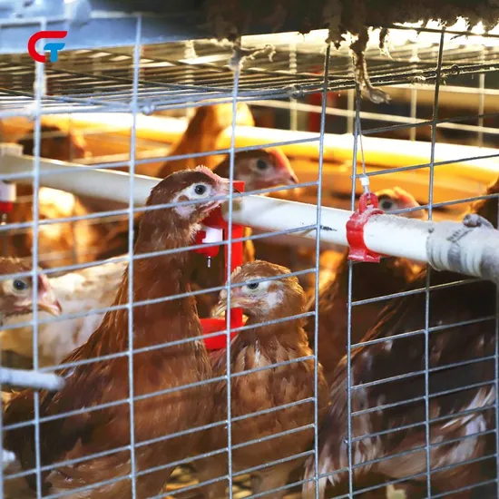 Top Quality High Automatic Farming Poultry H Type Chicken Hens Cage