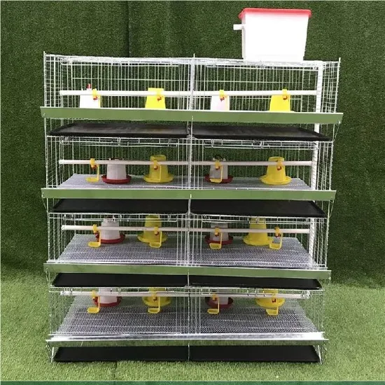 Hot Sale a/H Type Chicken Cage for 1 Day Old Chicks with Complete Accessories From China