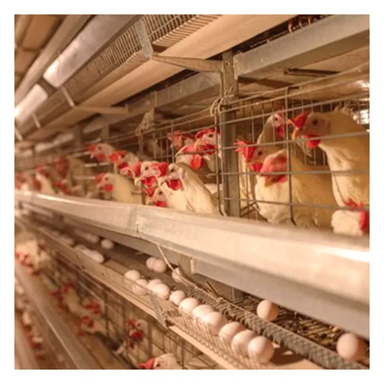 TCA High Quality Automatic Animal Poultry Husbandry Equipment Chicken Farming Machine