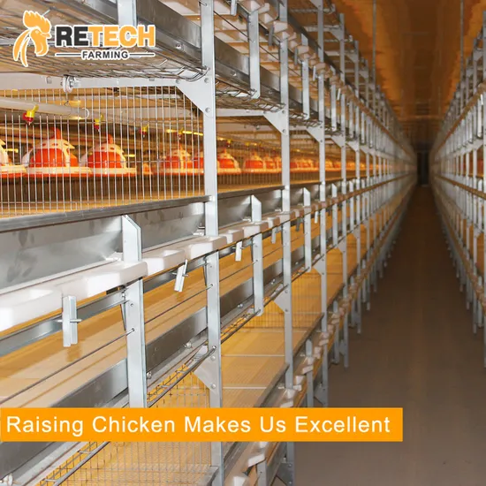Poultry Farm Equipment 3 Layers H Type Vertical Popular Used Hot Galvanized Material Breeds of Broiler Chicken