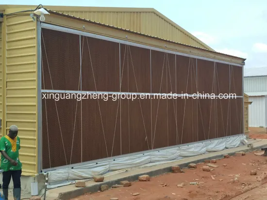 Semi-Closed Steel Structure Chicken House for Layer (egg chicken)