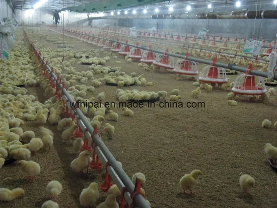 Poultry Equipment Automatic Feeding Line Drinking Line for Chicken House