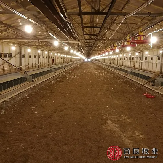 Automatic Poultry Equipment Chicken Egg Nest