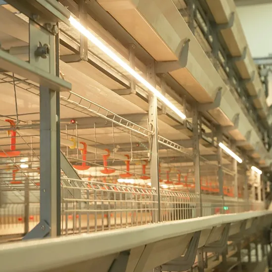 Automatic H-Type 4 Layer Broiler Cage/Poultry Farm Breeding Equipment Chicken and Duck Breeding Equipment