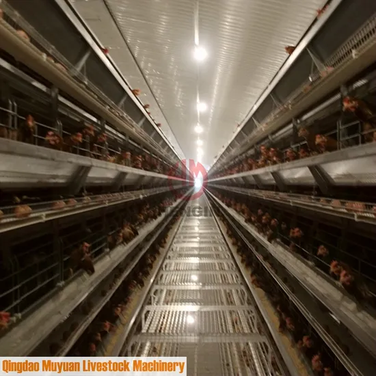 3-8 Tiers Layer Poultry Farm Machinery / Equipment for Chicken House