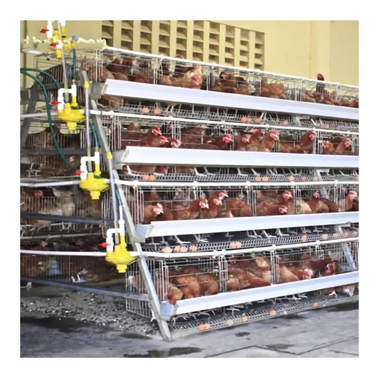 Bestchickencage China Poultry Farm Chicken Cage Factory a Frame Automatic Broiler Cages Wholesale Hot-DIP Galvanized Steel Material Hen Broiler Chicken Cage