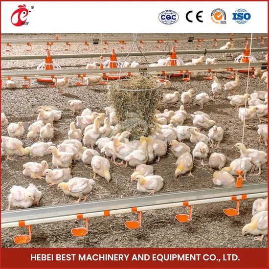 Bestchickencage Broiler Deep Litter System High-Quality China 10-15 Birds Per Nipple Capacity Poultry Farming Deep Litter Bedding System Suppliers