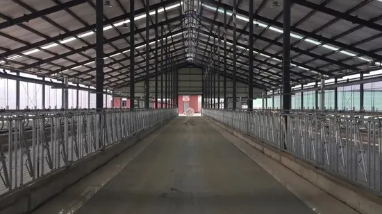 Dairy Farm Livestock Machinery Safety Cow Headlock