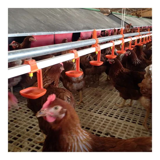 High Quality Automatic Chicken Breeding Equipment