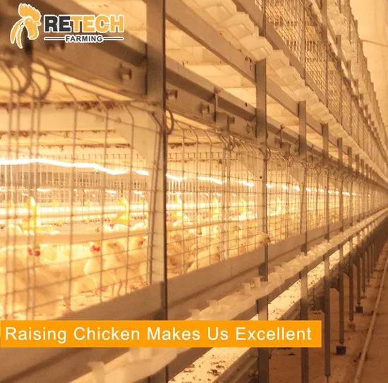 Hot DIP Galvanized Steel Material Automatic Broiler raising Cage