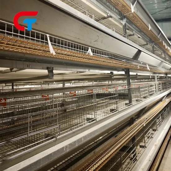 Hot Sell H Type Tiers Good Quality Chicken Cages Nests for Farm Laying Hens