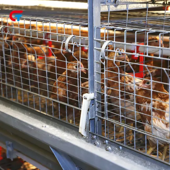 New Design Modern Farming Poultry H Type Chicken Battery Cage