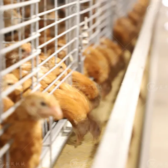 Poultry Farm Equipment Hot-Dipped Galvanized Pull-out Slat Type Automatic Harvesting Broiler Cage