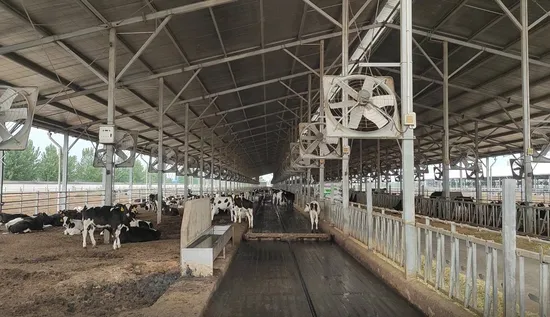 Cow Stable Manure Removal Scraper