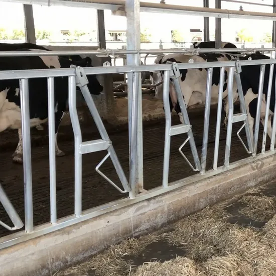 Whole Hot-DIP Galvanized Cow Head Lock Suitable for Mature Cows