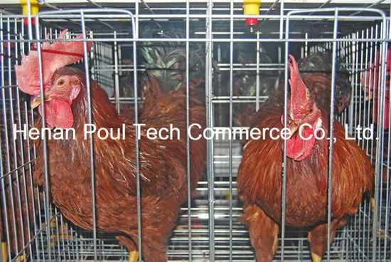 Egg Farm Layer Chicken Cage