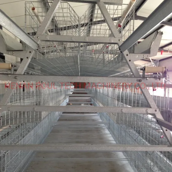 Automatic Egg Collection System Livestock Machinery Layer Cage Poultry Farm