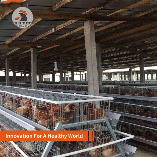 a Type Layer Chicken Cage and Poultry Farm Equipment