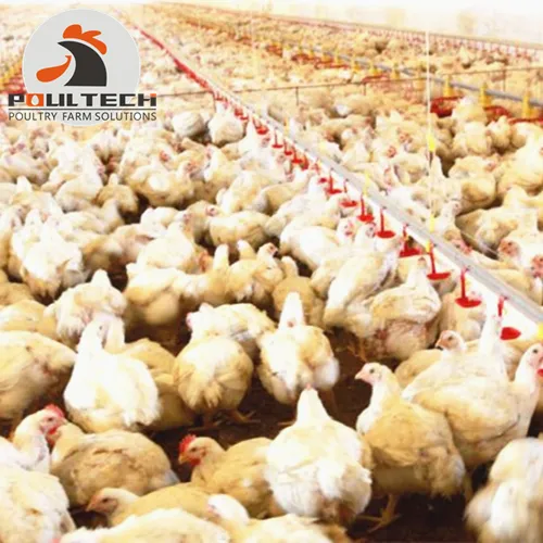 Poultry Farming Layer Broiler Chicken Deep Litter System with Nipple Drinker & Feeding Line