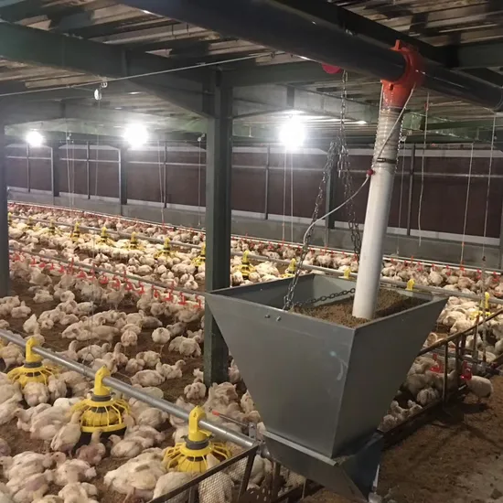 Fast Transaction and The Lowest Price Chicken Equipment