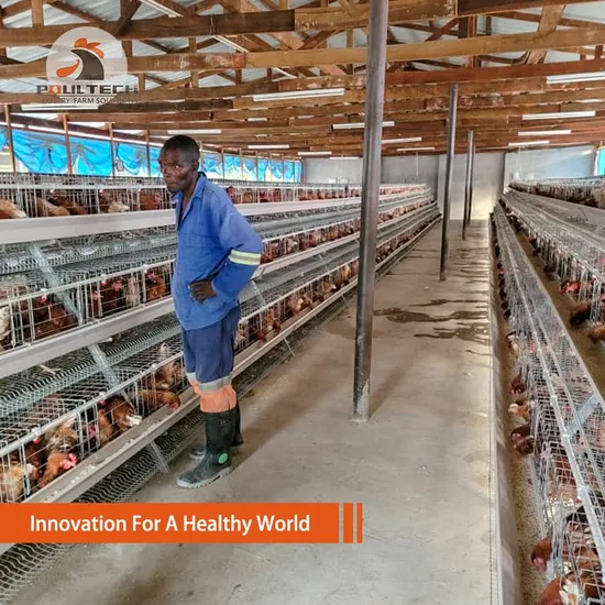 Poultech a Type Layer Chicken Cage 20000 Birds Capacity Automatic Poultry Equipment