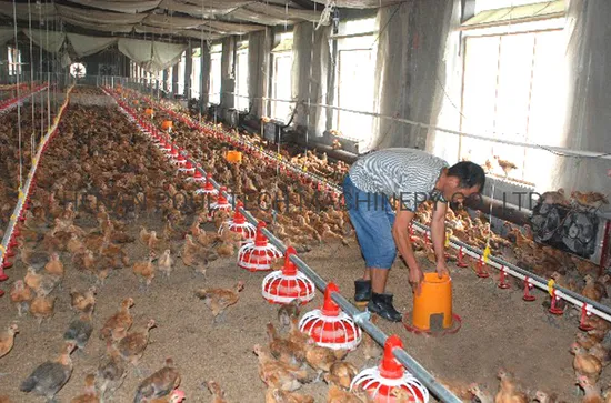 Poultry Pan Feeding Drinking Equipment