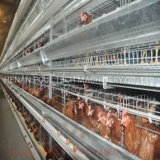 Durable Layer Cage for 60000 Birds Layer Project