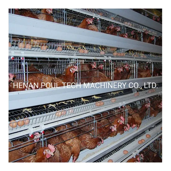 Galvanized Rustless Chicken Battery Layercages with Automatic Poultry Farm Equipment