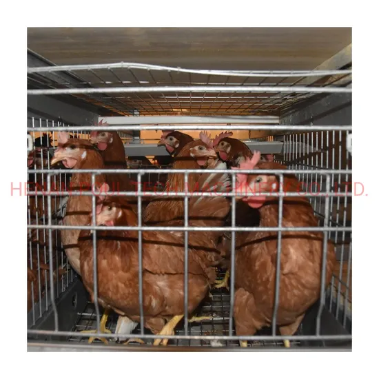 H Type Poultry Cage Chicken Layer Farm Chicken Poultry Cage