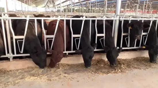 Anti-Corrosion Farm Equipment Hot-DIP Galvanized Beef Cattle Headlock