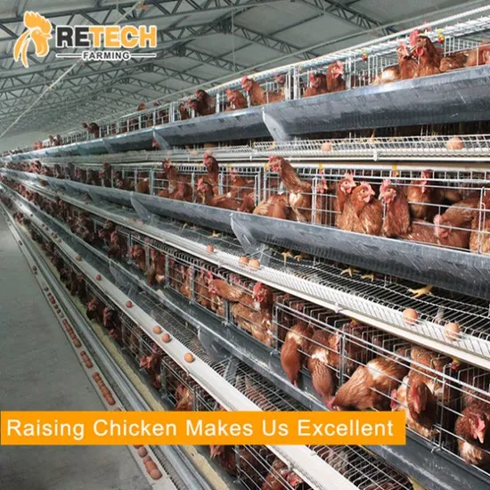 A Type 4 Tiers Layer Cage Used for 20000 laying hens chicken house